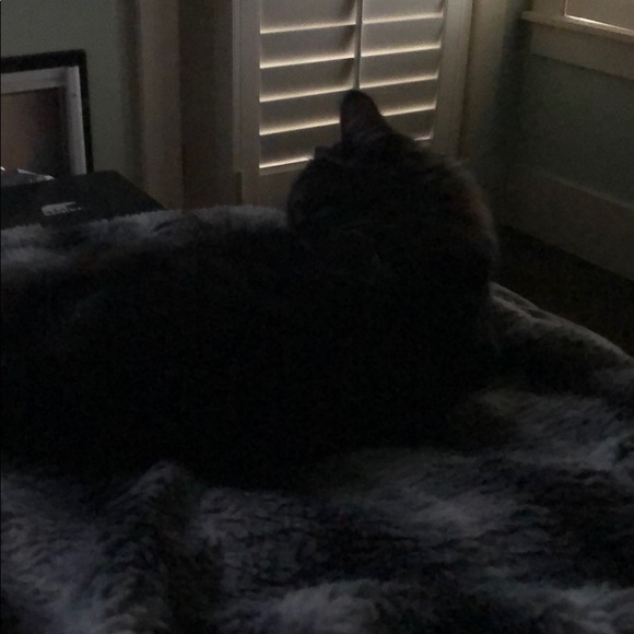 Meet your Posher, Rene - Picture 1 of 1